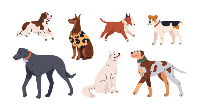 Cute dogs set. Doggies of different breed. Puppies, canine animals walking, strolling. Bull Terrier, English Springer Spaniel, Scottish Deerhound. Flat vector illustration isolated on white background