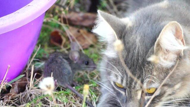 Cat playing with mouse or little rat in backyard, hunts in high grass outdoors. Pet catches rodents. Grey and white cat plays with a mouse in garden. Concept of pets natural instincts. Slow motion