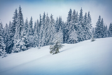 Fototapeta na wymiar Untouched winter landscape. Gloomy morning view of Carpathian valleys with snow covered fir trees. Calm outdoor scene of mountain forest. Christmas postcard.