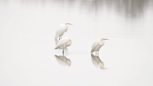Group of Great egret in winter lake