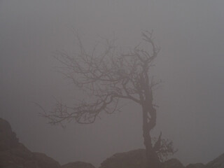 trees inconspicuous on a very foggy day.