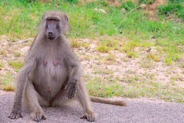 Pretty specimen of wild  baboon in the nature of South Africa