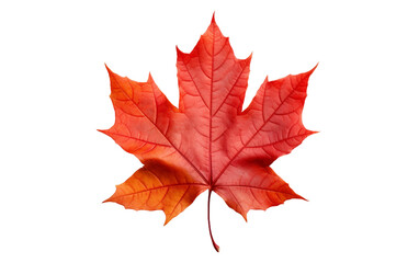Autumn's Emblem: Maple Leaf isolated on transparent Background