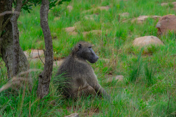 Pretty specimen of wild  baboon in the nature of South Africa