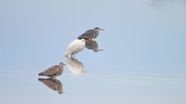 Great egret and Grey herons in lake 