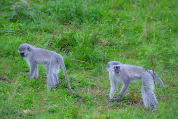 Pretty specimen of wild vervet monkey in the nature of South Africa