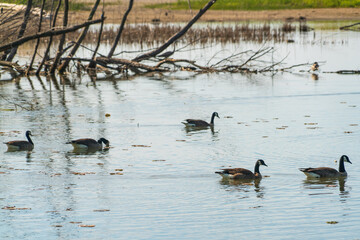The Lake Erie Community Park