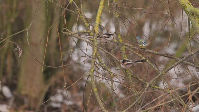 Long-tailed tits and blue tit on the bush
