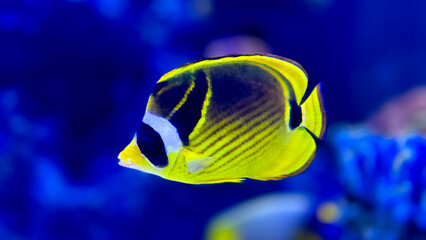 Colorful freshwater undersea fishes  in aquarium.