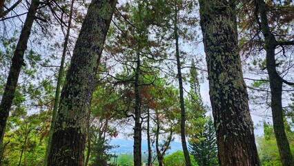 Fototapeta premium a forest with many trees and grass