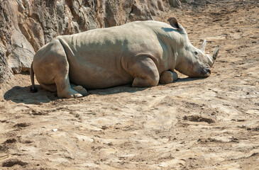 Fototapeta premium Erie Zoo