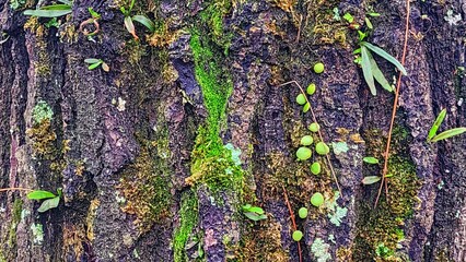 Tree bark texture background with green moss and lichen on it.