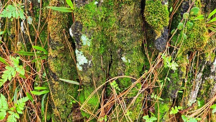 Fototapeta premium Green moss on the bark of an old tree in the forest.