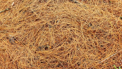Pine needles on the ground. Close-up. Background.