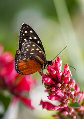 Black orange butterfly, Heliconius hecale. Tiger longwing, Hecale longwing, golden longwing or golden heliconian. Heliconid Butterfly. Insect close-up in natural environment.
