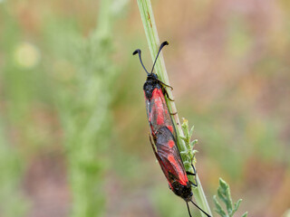 Black and red moths copulating on the stem of a plant. Zygaena sarpedon