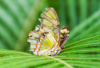 Malachite butterfly on a green leaf. Insect in natural environment close-up. Siproeta stelenes.