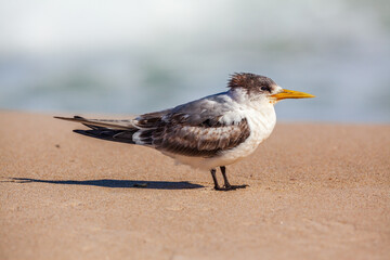 Greater Crested Tern (Thalasseus bergii) juvenile on beach in Western Australia
