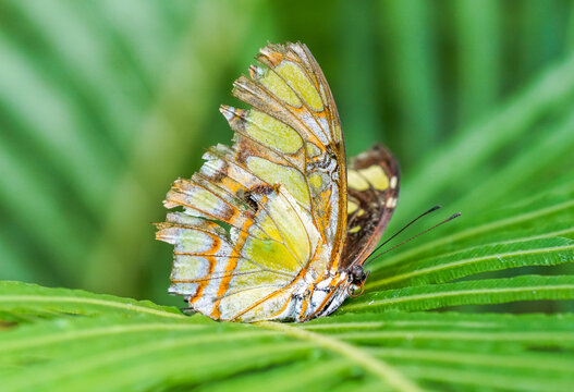 Malachite butterfly on a green leaf. Insect in natural environment close-up. Siproeta stelenes.
 - Powered by Adobe