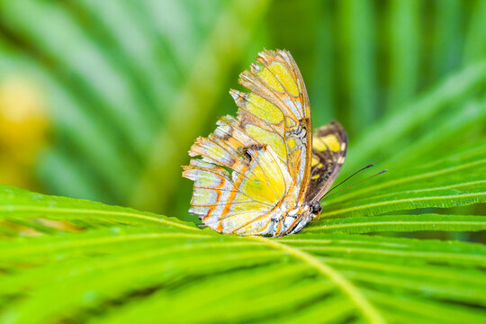 Malachite butterfly on a green leaf. Insect in natural environment close-up. Siproeta stelenes.
