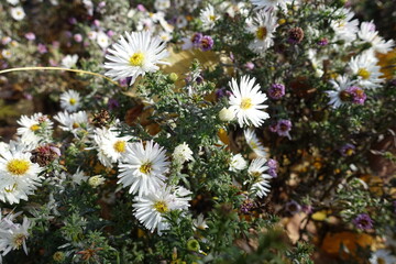 Blossoming white heath aster in mid October