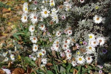 Blooming white heath aster in mid October