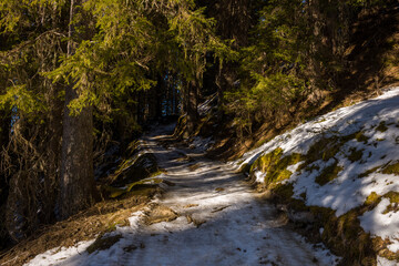 Forests in the Alps and snowy hiking trails in Europe, France, Rhone Alpes, Savoie, Alps in winter on a sunny day.