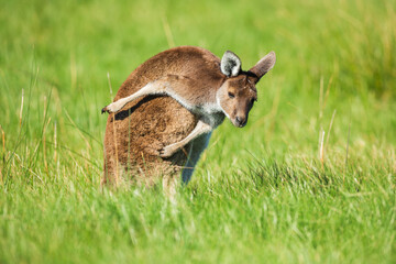 Full body portrait of a Western Grey Kangaroo (Macropus fuliginosus) scratching itself © Chris
