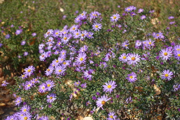 Obraz premium Ample amount of violet flowers of Michaelmas daisies in mid October