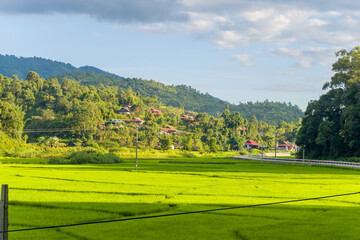 Fototapeta na wymiar The green rice fields in the middle of the green countryside and mountains, in Asia, Vietnam, Tonkin, Dien Bien Phu, in summer, on a sunny day.