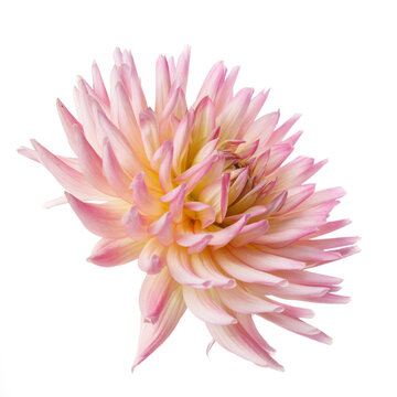 Pink and yellow dahlia flower isolated on a white background.