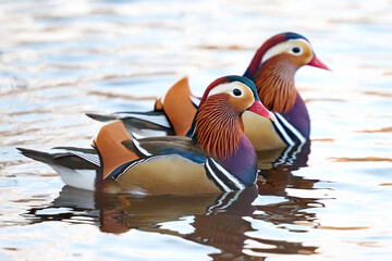 Mandarin duck (Aix galericulata)