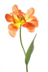 Bright yellow-orange tulip flower  isolated on white background.