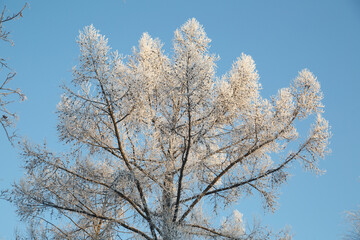 Snow-covered tree branches against a blue sky.