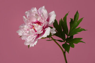 Beautiful intersectional hybrid peony flower isolated on pink background.