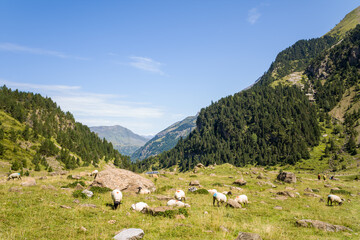 Sheep in the middle of the Cirque de Gavarnie in the green countryside , Europe, France, Occitanie, Hautes-Pyrenees, in summer on a sunny day.