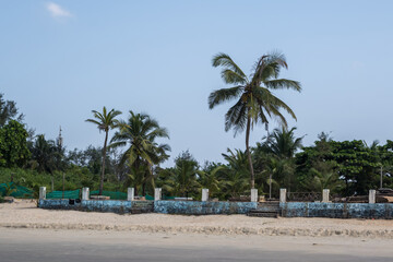 silhouettes of coconut trees palms against the blue sky of India