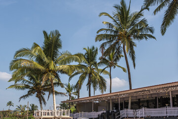 Fototapeta na wymiar silhouettes of coconut trees palms against the blue sky of India