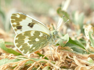 The Bath White butterfly. Pontia daplidice