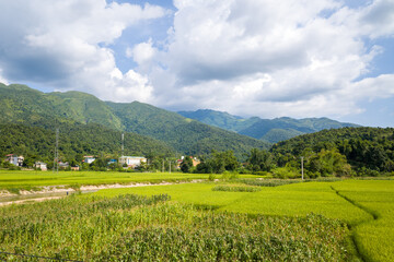 Fototapeta na wymiar The green rice fields in the middle of forests and karst mountain peaks, in Asia, Vietnam, Tonkin, between Son La and Dien Bien Phu, in summer, on a sunny day.