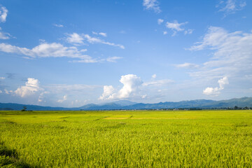 The green and yellow rice fields in the green mountains, Asia, Vietnam, Tonkin, Dien Bien Phu, in summer, on a sunny day. - obrazy, fototapety, plakaty