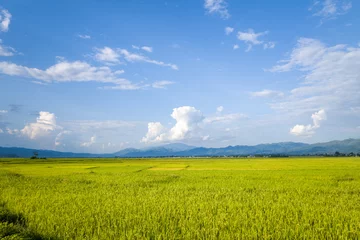 Printed roller blinds Rice fields The green and yellow rice fields in the green mountains, Asia, Vietnam, Tonkin, Dien Bien Phu, in summer, on a sunny day.