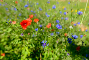 A traditional village old seaside resort in the middle of the countryside in Europe, France, Burgundy, Nievre, Saint-Honoré-les-Bains, towards Chateau Chinon, in summer on a sunny day.