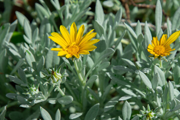 very pretty natural flowers in a beautiful South African garden