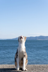 空を見上げる猫