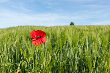 Wheat fields in the countryside in Europe, in France, in Burgundy, in Nievre, towards Clamecy, in Spring, on a sunny day.