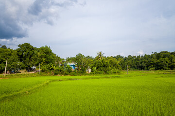 The mountains around the green rice fields in the valley, Asia, Vietnam, Tonkin, towards Hanoi, Mai Chau, in summer, on a sunny day.