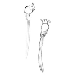 hand drawn sketch of a bird