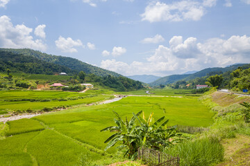 The green rice fields in the middle of forests and karst mountain peaks, in Asia, Vietnam, Tonkin,...