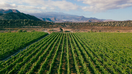 Tenerife vineyard panorama from drone. Beautiful landscape of stright rows, lines pattern, blue sky and mountains © luciano